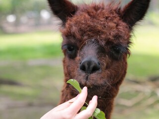 alpaca eating leaf