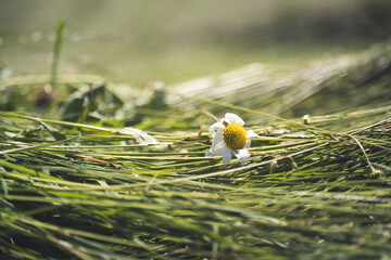 Agriculture hay concept: Close up of fresh moved hay on a field - obrazy, fototapety, plakaty