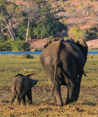 Fototapeta premium elephant mother with baby rear view