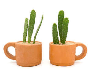 Two Opuntia cactus in coffee shaped pot isolated on white