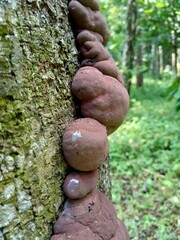 Close up poisonous mushroom in the nature background