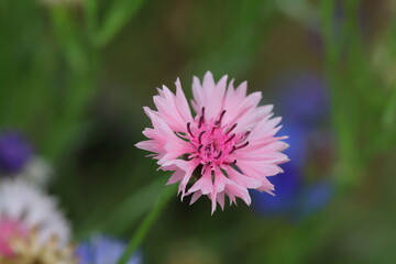 ヤグルマギクのピンクの花
