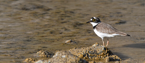 Little ringed plover / Flussregenpfeifer (Charadrius dubius) 