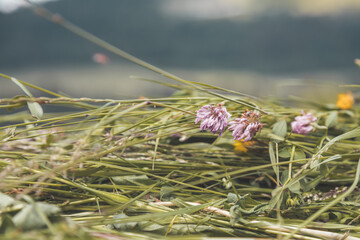 Agriculture hay concept: Close up of fresh moved hay on a field