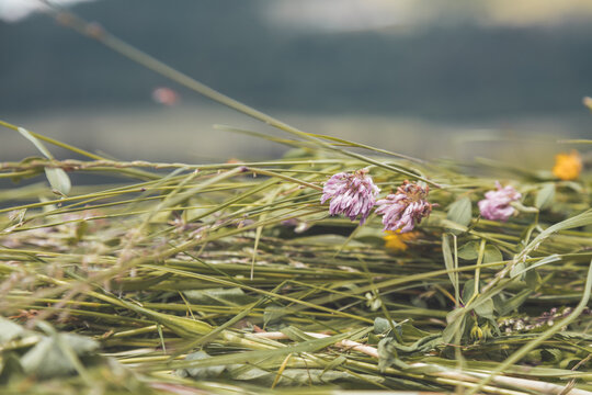 Agriculture hay concept: Close up of fresh moved hay on a field