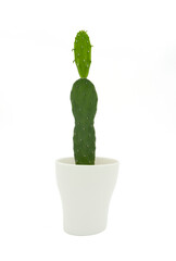 Opuntia cactus in white pot isolated on white