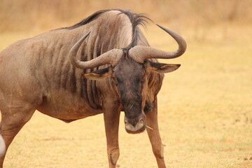 Obraz premium wildebeest close up