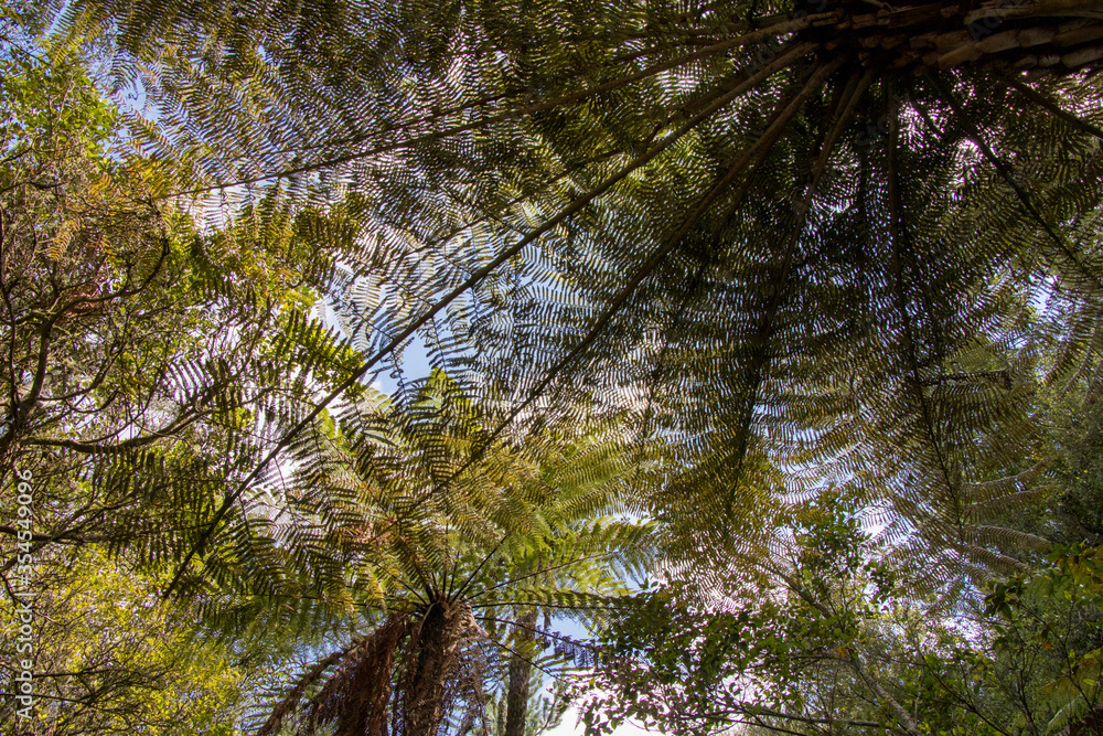 Wall mural fern forest in the morning