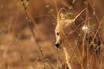 Wild dog jackal close up