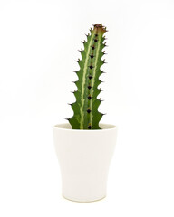 Cactus Euphorbia Lactea in pot on white. Clipping path