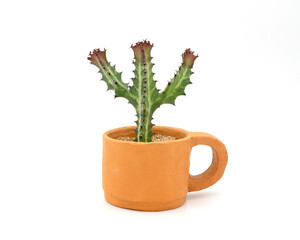 Cactus Euphorbia Lactea in pot on white. Cactus on coffee cup shaped pot. Clipping path