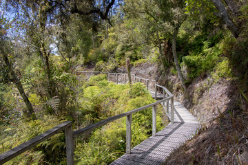 Obraz premium walk in the jungle