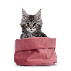 Expressive silver tabby Maine Coon cat kitten, sitting facing front pink velvet bag. Looking at lens with attitude. Isolated on white background.