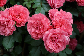 Pink roses. Background of blooming roses. garden of roses. Nature.