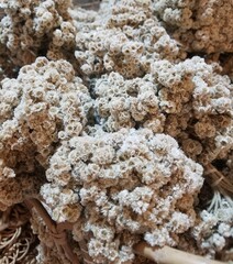 A bunch of dried edelweiss flowers. Close up shot of dried Javanese edelweiss, a flowering plant species endemic to Indonesia.