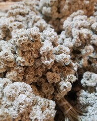 A bunch of dried edelweiss flowers. Close up shot of dried Javanese edelweiss, a flowering plant species endemic to Indonesia.