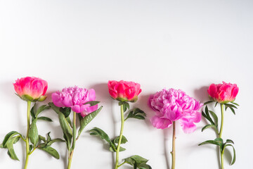peonies on a white background from bottom to center one in a row