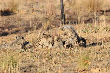 Cheetah cubs play