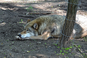 Naklejka premium wolf