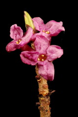Fototapeta na wymiar Mezereon (Daphne mezereum). Inflorescence Closeup