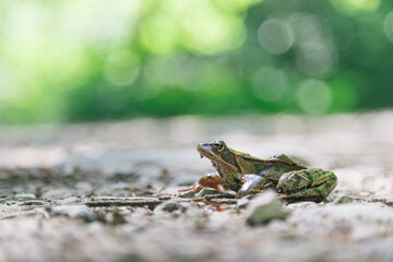 Frog text space concept. Storytelling, legend and saga