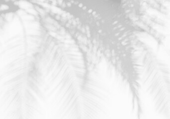 Shadow background of natural palm tree and leaves