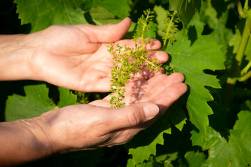 Naklejka na ściany i meble Return to nature. A woman's hands take care and control the growth of the bunches of grapes. Green vineyard under the sun