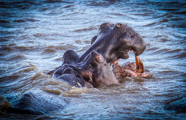 Fototapeta premium hippopotamus in river
