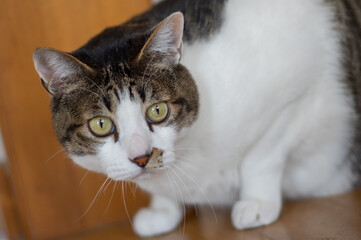 見つめるネコ　キジトラ猫　キジトラ白