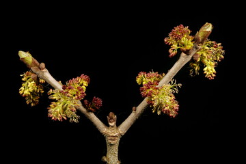 Common Ash (Fraxinus excelsior). Male Inflorescence Closeup