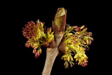Common Ash (Fraxinus excelsior). Male Inflorescence Detail Closeup