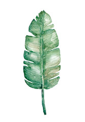 Watercolor hand painted tropic leaf of banana plants on white background. Hand painted exotic greenery branch isolated on white background. Botanical illustration for design, print or background. © Xenia800