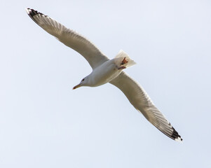 A seagull is flying in the sky.