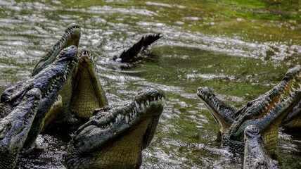 crocodile in the water 