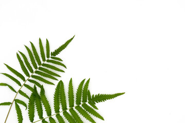 Fern leaf isolated on white background. Clipping path