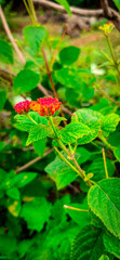 Red flower with green leaf