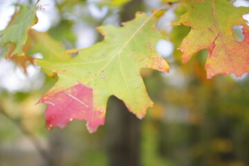 European forest background in autumn