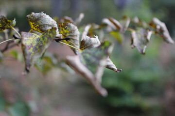 European forest background in autumn