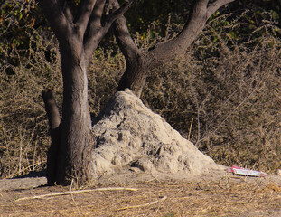 Termite mound growing into tree