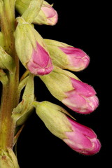 Foxglove (Digitalis purpurea). Floral Buds Closeup