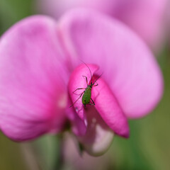 Green bug on a violet vetch flower