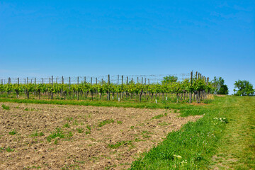 Fototapeta na wymiar Rows of grapevines without fruits in spring in front of blue sky