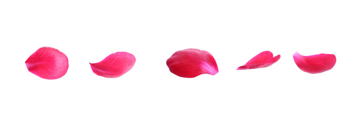 Set of fresh peony petals on white background. Banner design