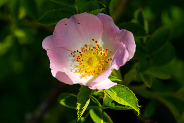 Blüte der Heckenrose / Blühende Hagebutte (lat. Rosa canina) vor dunklem Hintergrund