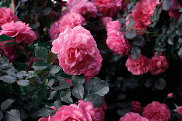 Pink roses. Background of blooming roses. garden of roses. Nature.
