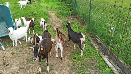 
goats