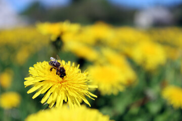 Bee feeding on dandelion flower.