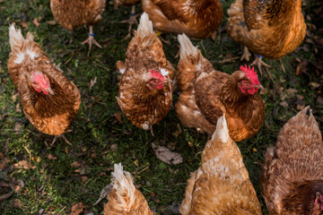Chickens in the farm