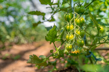 organic tomatoes ripening in a glass, vegetables without chemicals.