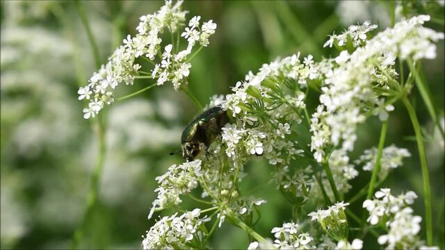Goldgl&auml;nzender Rosenk&auml;fer, Cetonia aurata, auf Wiesen-Kerbel, Anthriscus sylvestris, frisst sich durch Bl&uuml;ten, Pollen und Nektar, wei&szlig;e Bl&uuml;ten schwanken sanft im Wind